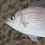 blackbream