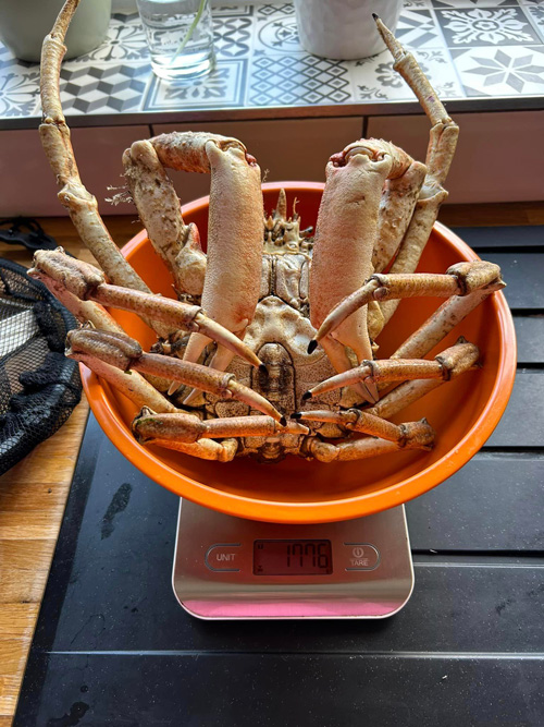 Spider crab