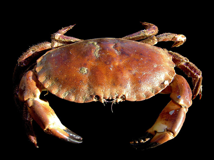 brown crab