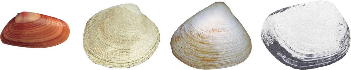 Types of clam