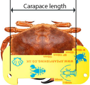 Measuring crab for minimum size using gauge