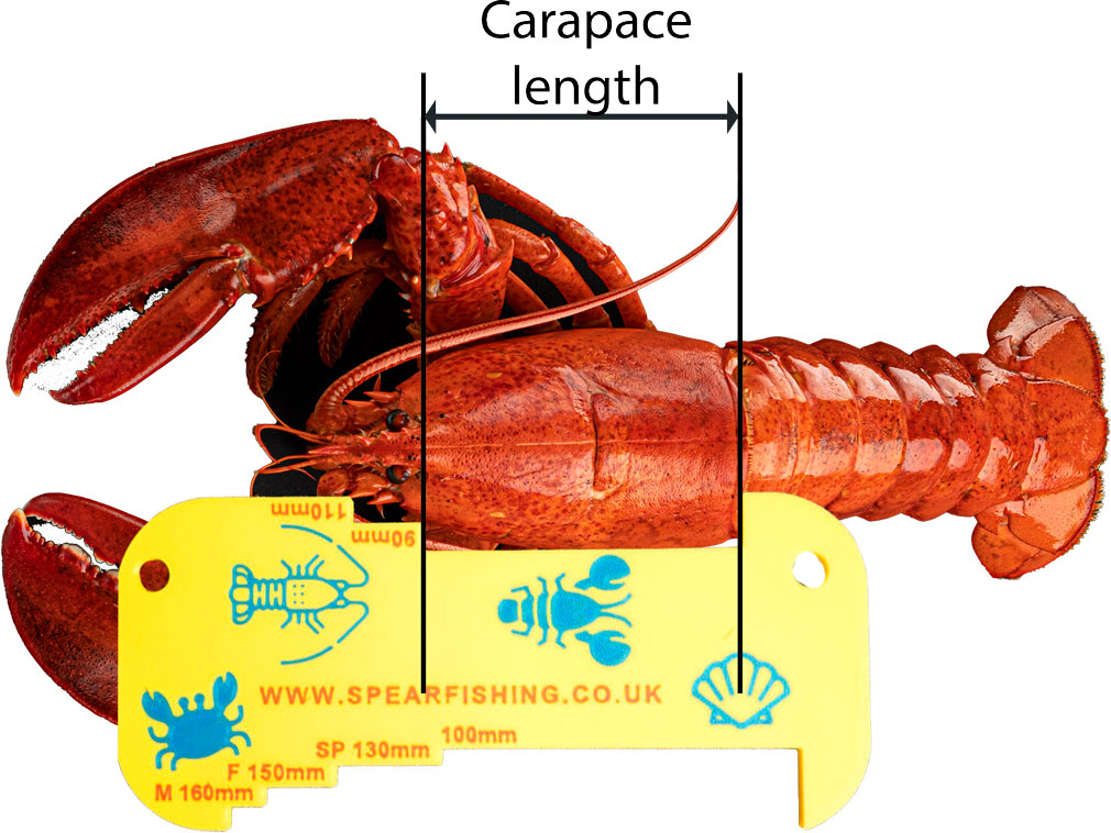 Measuring lobster carapace to check it meets the minimum size requirements