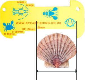 Measuring scallop for minimum size requirements using gauge