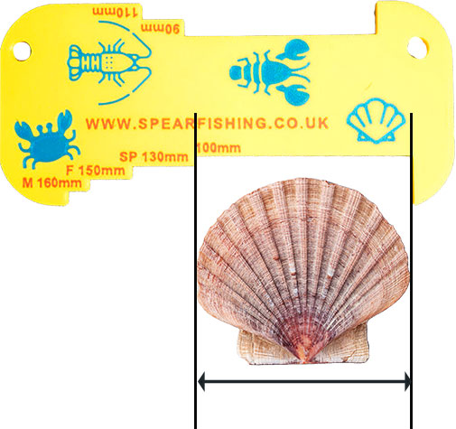 Measuring scallop for minimum size requirements using gauge 