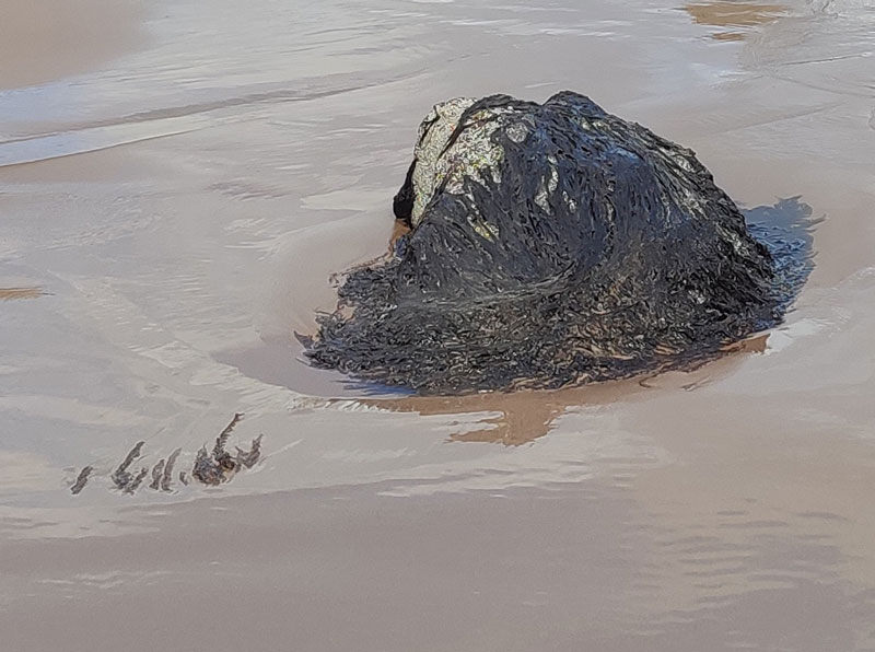 Purple laver seaweed on a rock