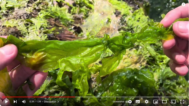 Sea lettuce