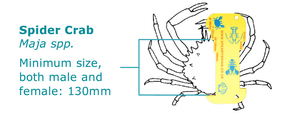 Spider crab being measured for minimum size on a guage