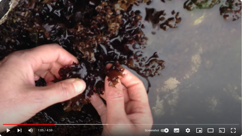 Carragheen seaweed