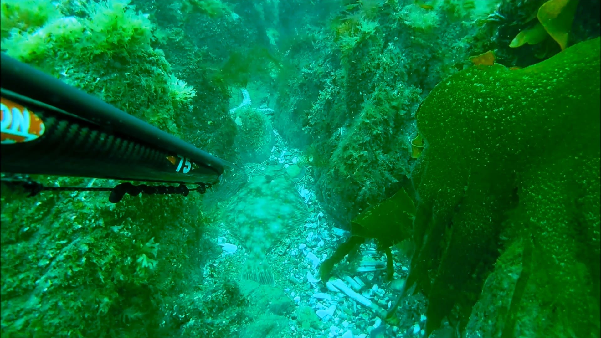 Underwater spearfishing photo