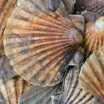 Fresh scallops