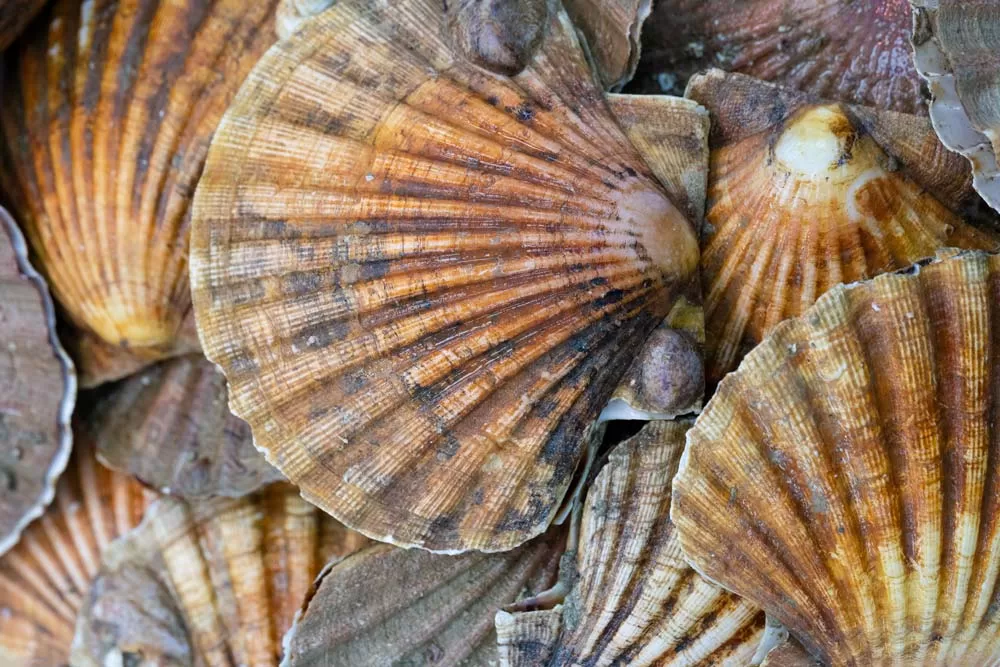 Fresh scallops